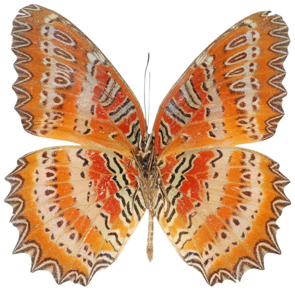 butterfly 1340 (4.0Х4.0)